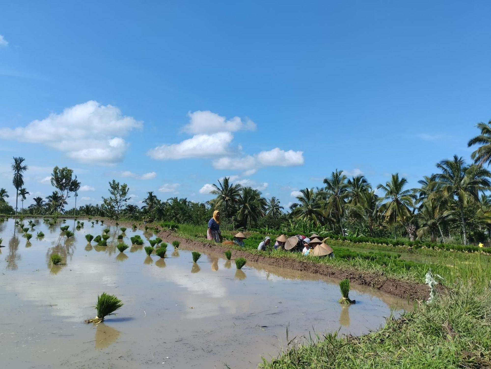 Rice Field Inn - Lombok Tetebatu Esterno foto