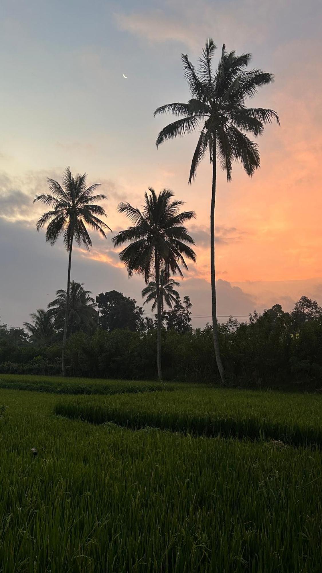 Rice Field Inn - Lombok Tetebatu Esterno foto