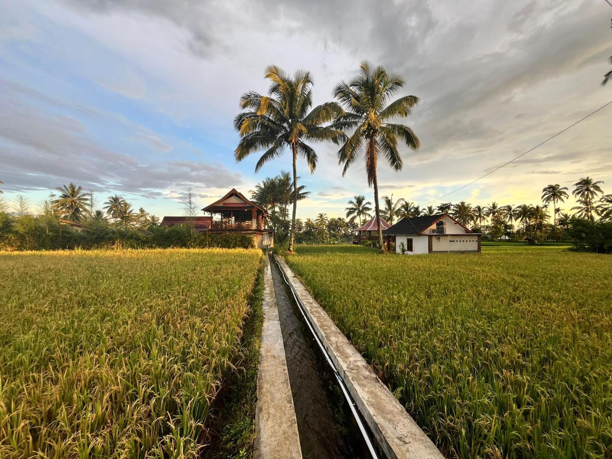 Rice Field Inn - Lombok Tetebatu Esterno foto